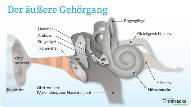 Äußerer Gehörgang Schaubild