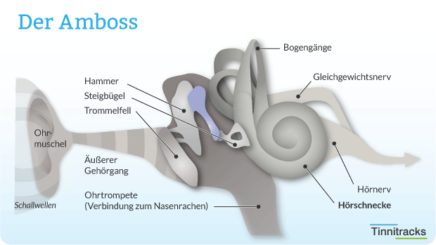 Amboss als Teil des Gehörs