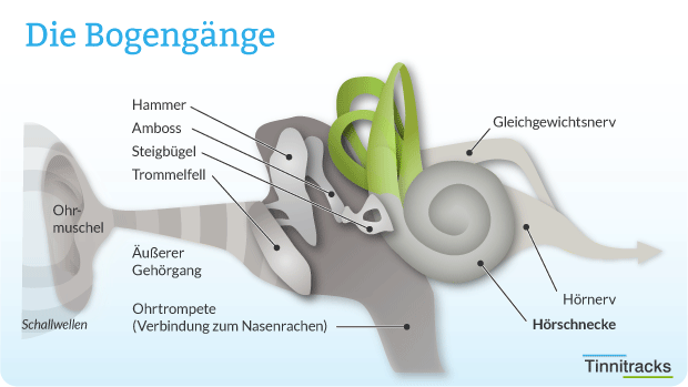 Gleichgewichtsorgan und Bogengänge Schaubild