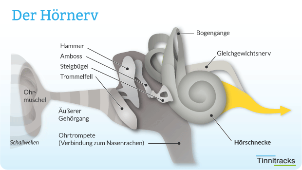 Hörnerv Schaubild