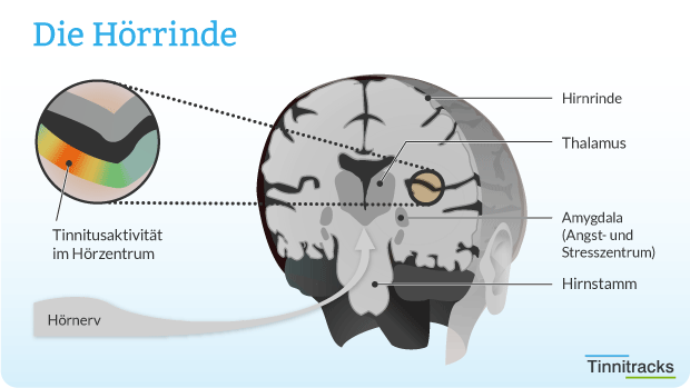 Hörrinde Schaubild