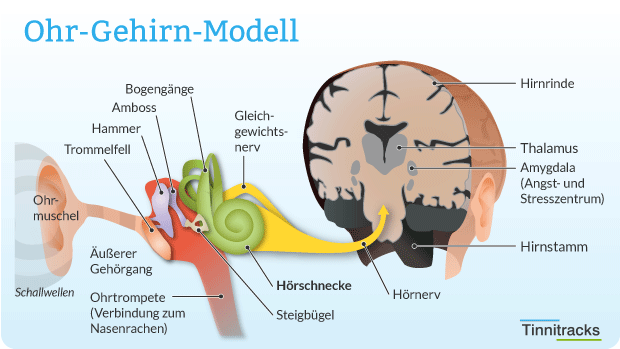 tinnitus behandlung mit cortison