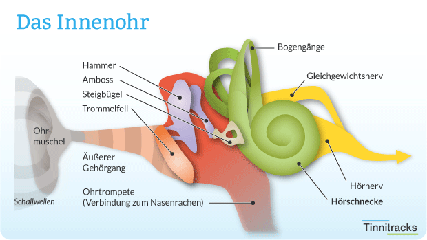 Innenohr als Schaubild