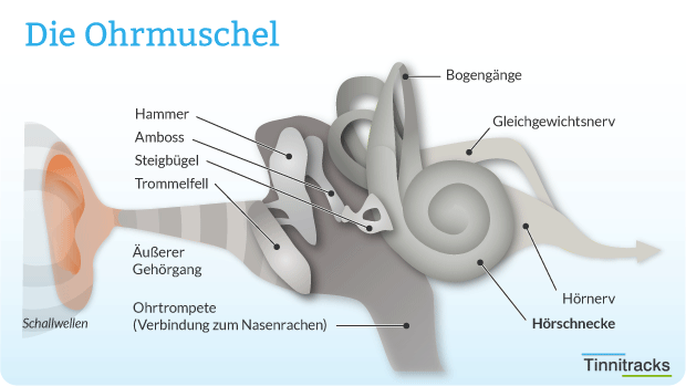 Ohrmuschel als Schaubild